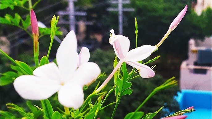 jathi malli plant​