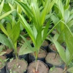 arecanut palm