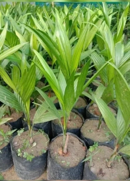 arecanut palm