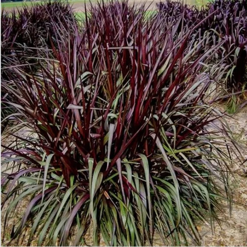 super napier grass super napier grass