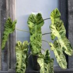 philodendron​