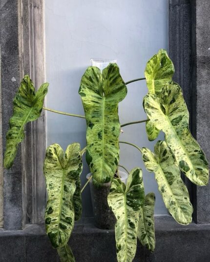philodendron​