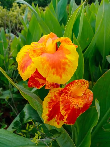 canna indica​
