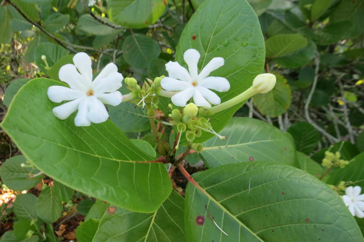 guettarda speciosa guettarda speciosa