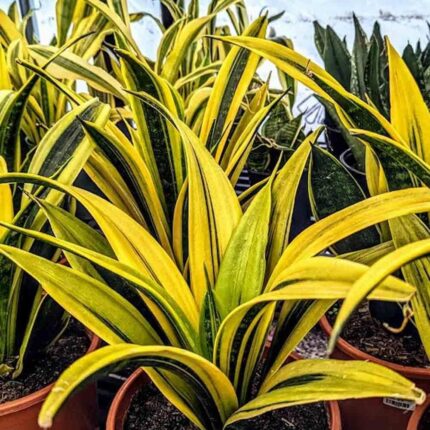 snake plant​
