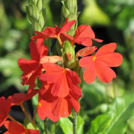 crossandra​