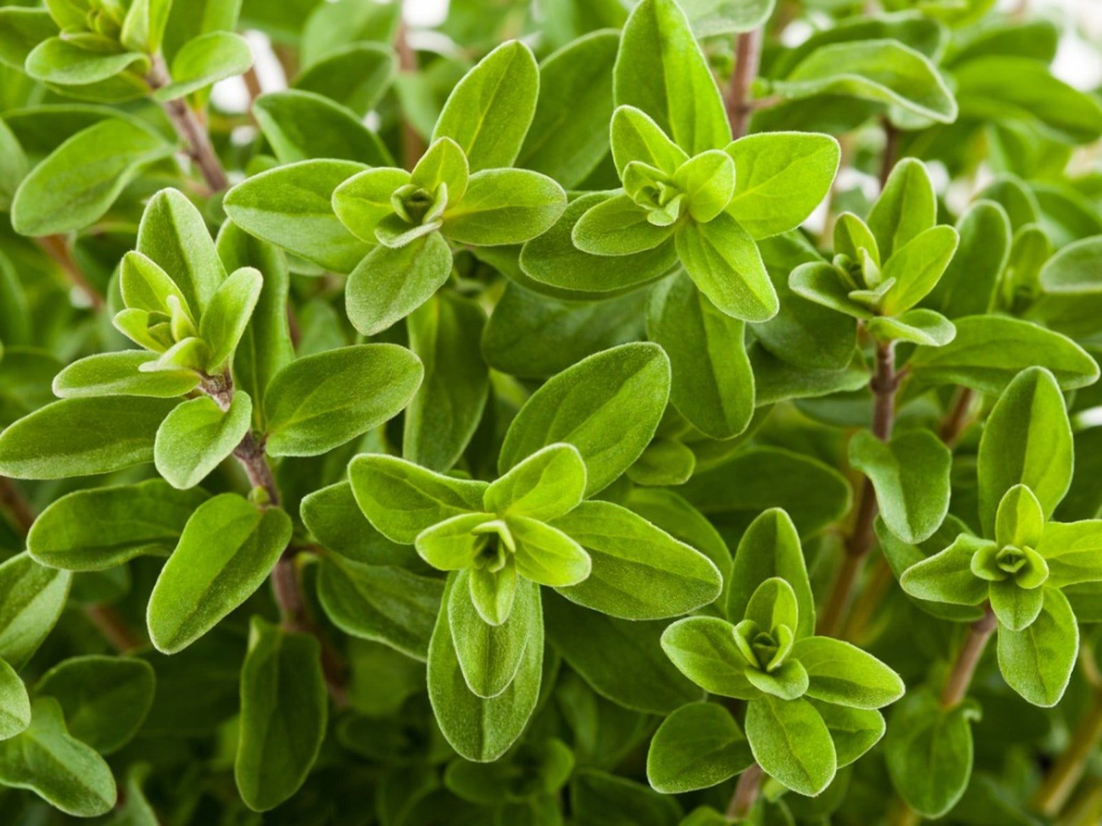 marjoram plant marjoram plant