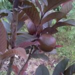 red guava