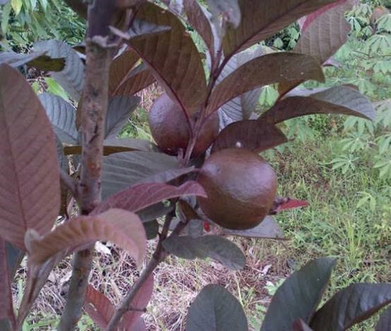 red guava