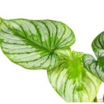 Philodendron mamei