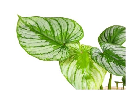 Philodendron mamei