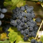 paneer grapes