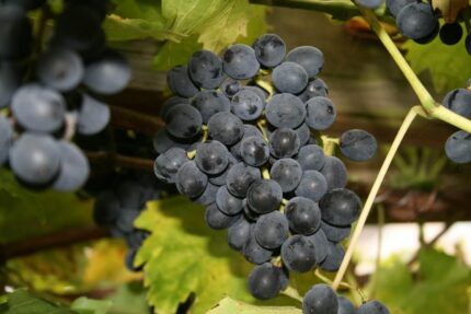 paneer grapes