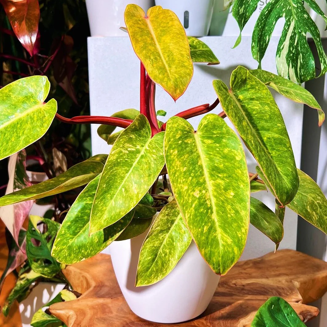 philodendron erubescens philodendron erubescens