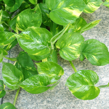 money plant