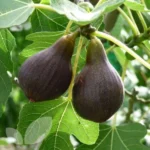 anjeer