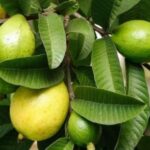 arka kiran guava