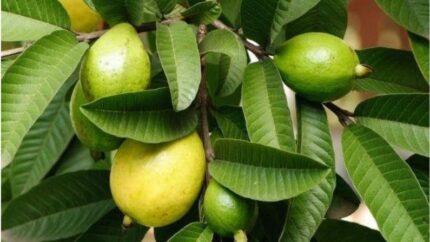 arka kiran guava