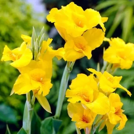 yellow canna lily​