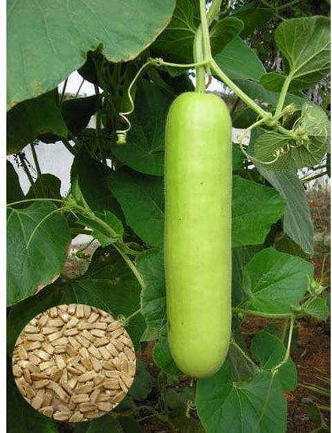 bottle gourd