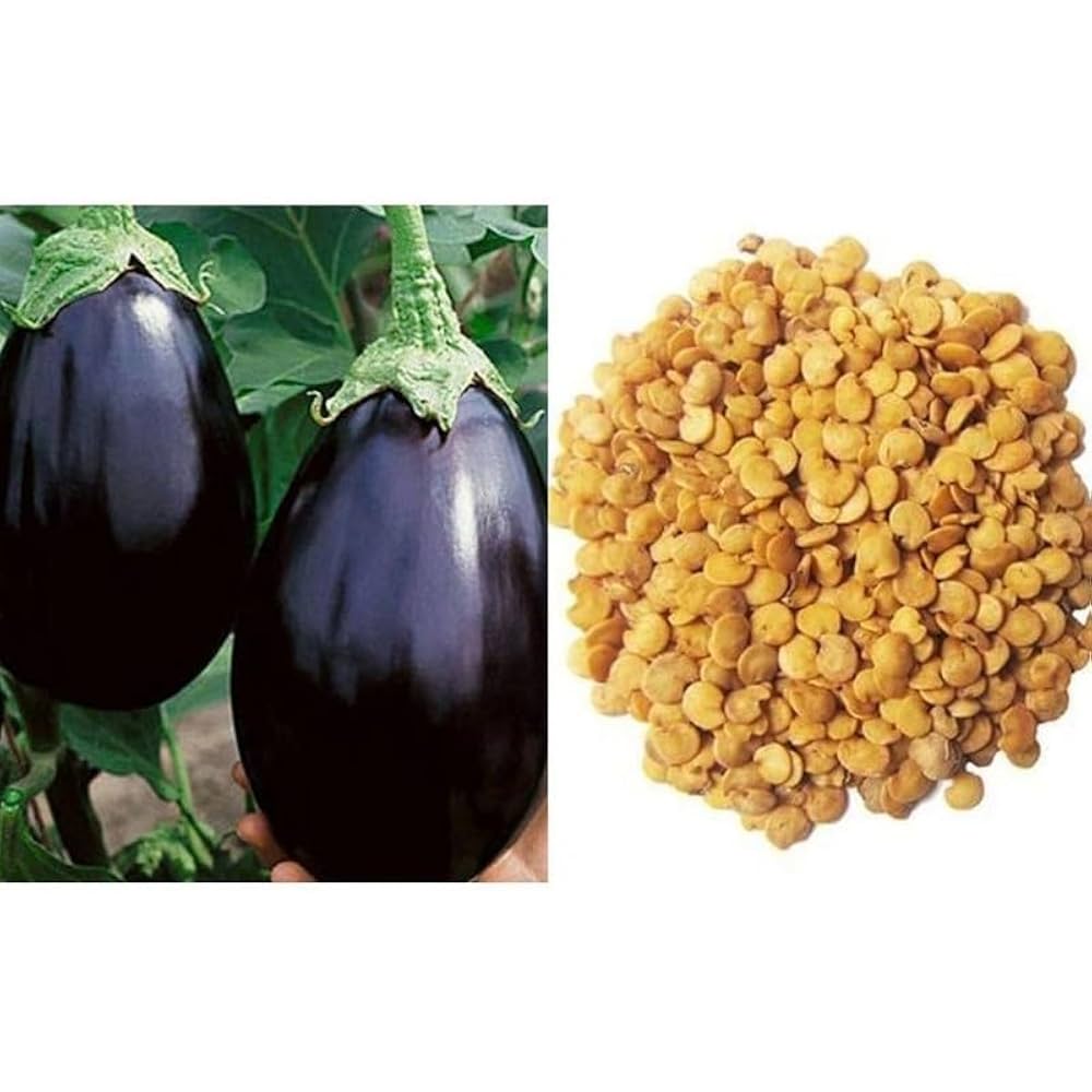 brinjal brinjal