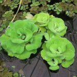 water lettuce
