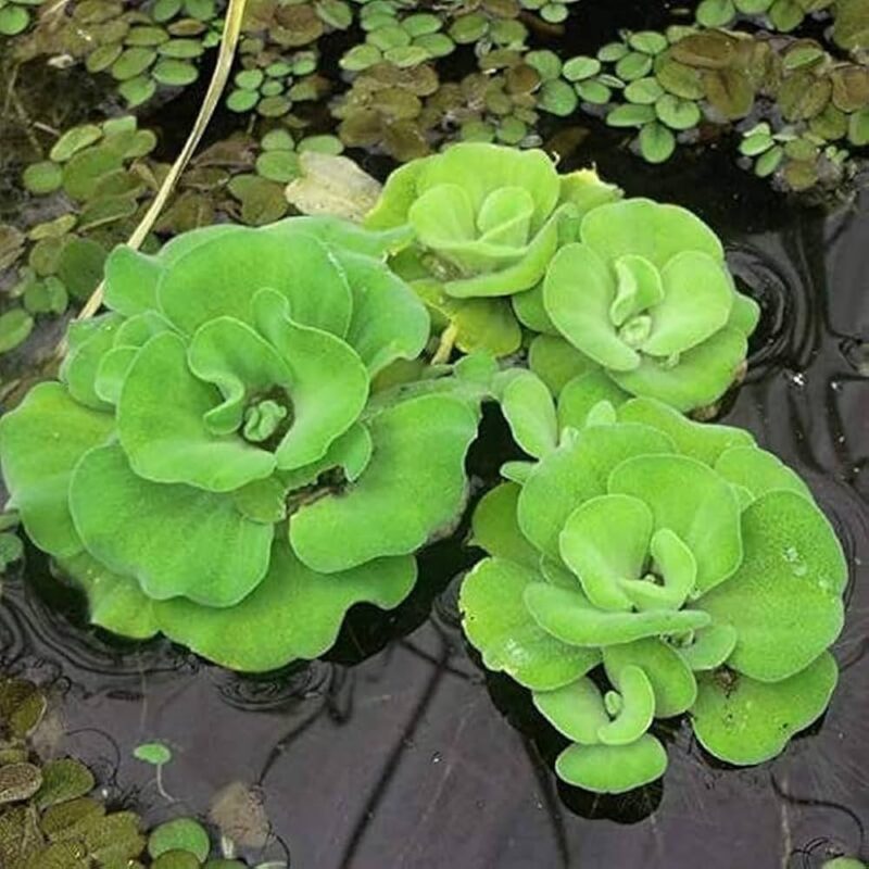 water lettuce