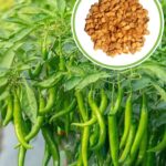 green chilli​