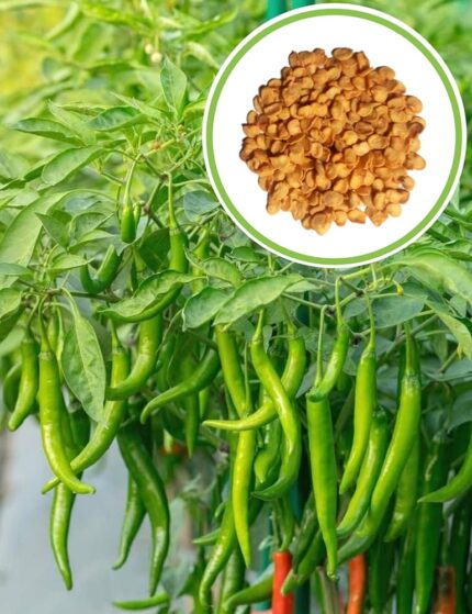 green chilli​
