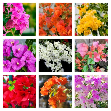 bougainvillea plant​