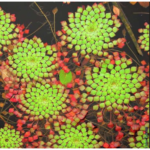Mosaic plant