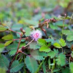mimosa pudica plant​