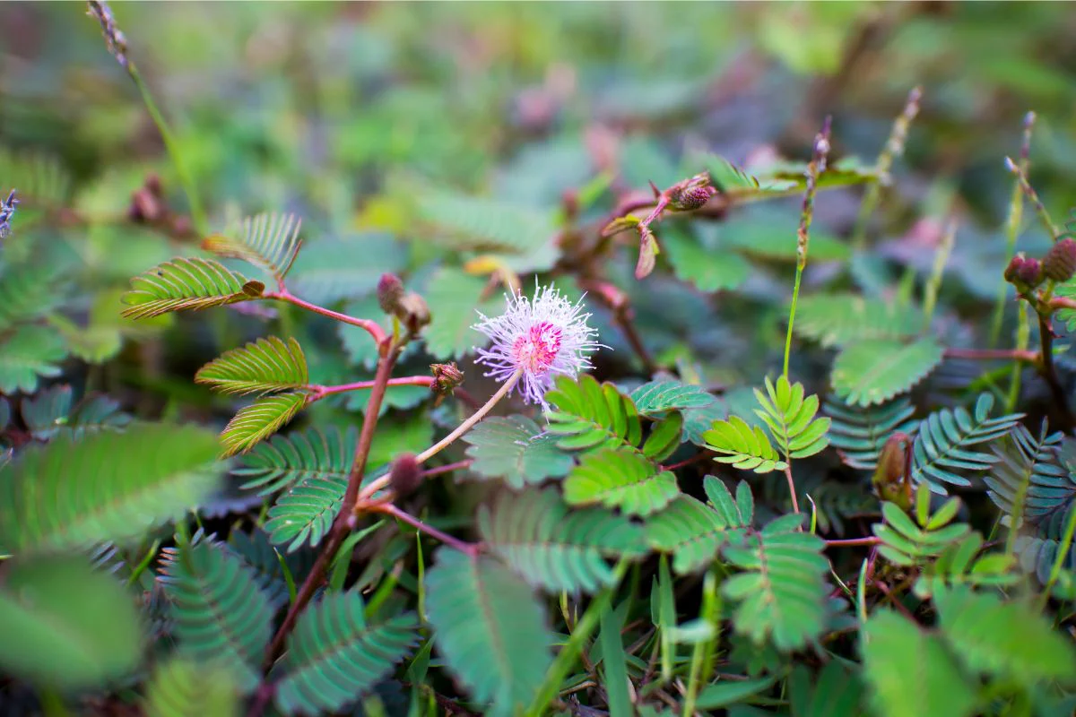 mimosa pudica plant mimosa pudica plant